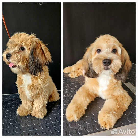 Груминг собак,стрижка и тримминг