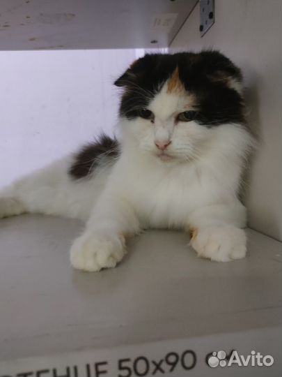 Фиона-2 вислоушка