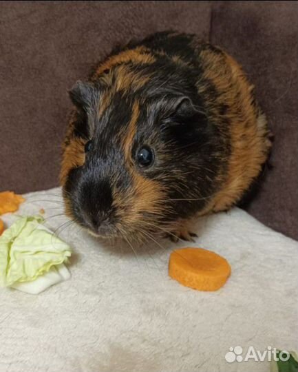 Передержка домашних животных