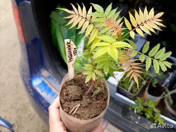 Кустарник - рябинник рябинолистный