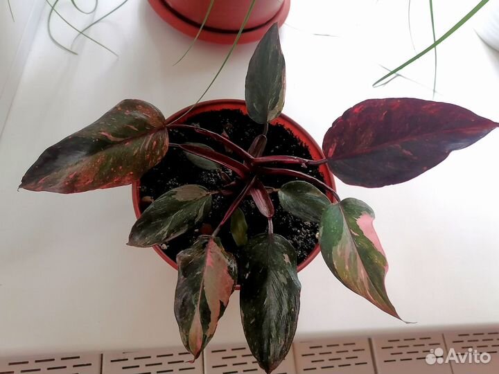 Филодендрон Розовая принцесса