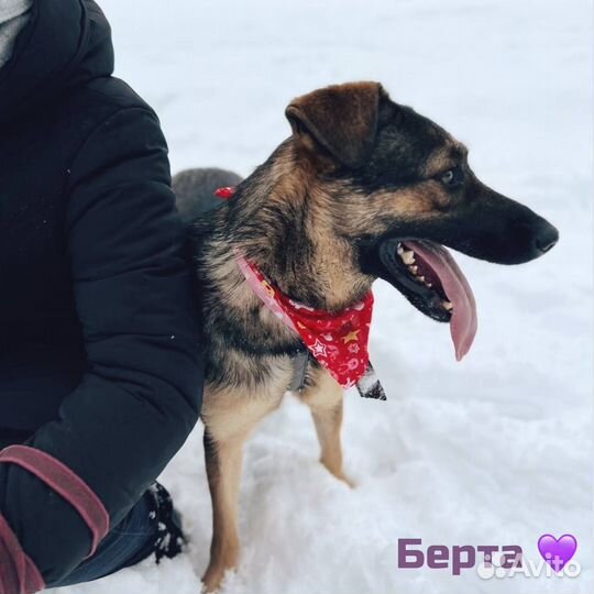 Чудная собака в добрые руки