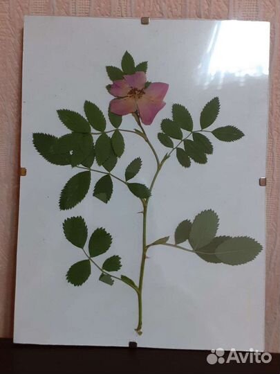 Гербарий в стекле. Картина 