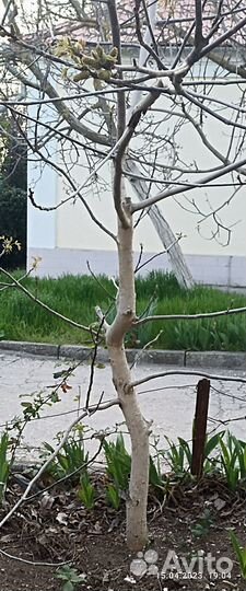 Саженцы инжира,виноград.гранат,вишня,грецкий орех