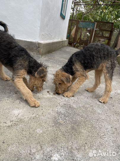 Щенки эрдельтерьер