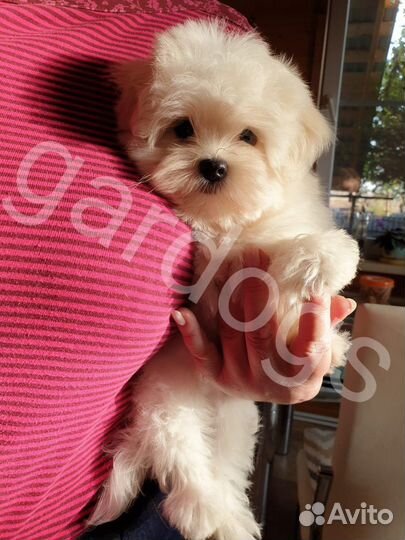 Щенки мини мальтезе РКФ