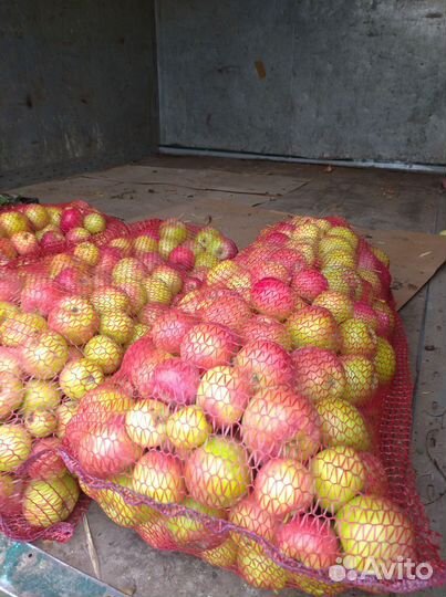 Яблоки на переработку