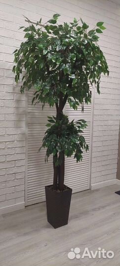 Искусственный фикус