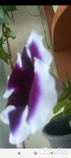 Детки сортовой глоксинии