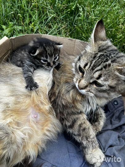 Кошка и котенок мальчик