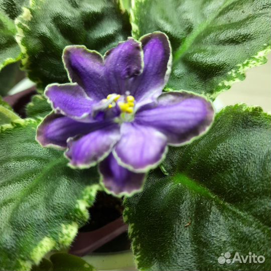 Фиалки сортовые