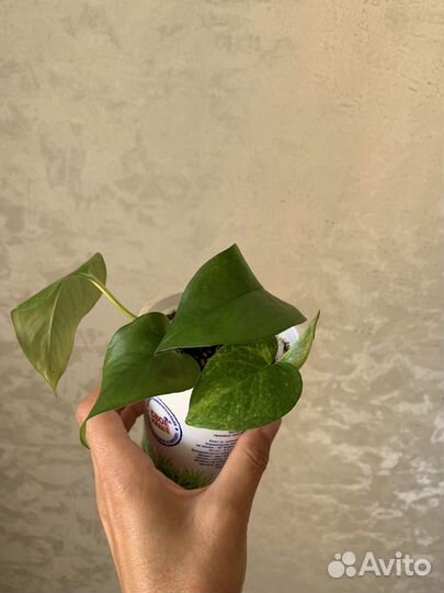 Эпипремнум