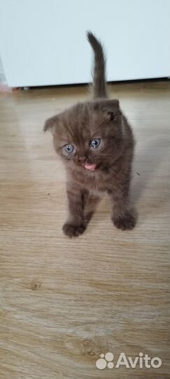 Британские котята