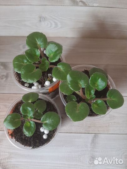 Мини фиалки