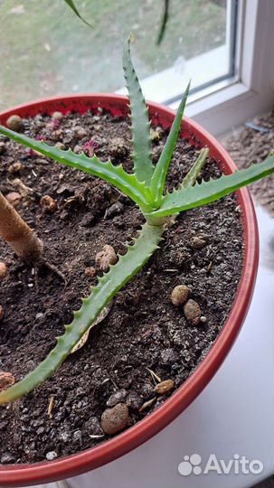 Комнатные цветы