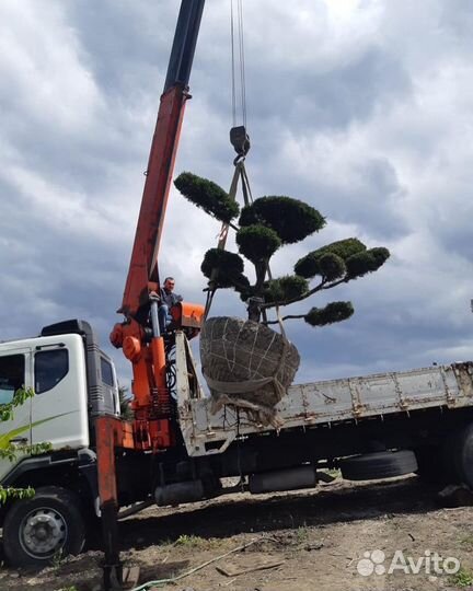 Садовый центр Садовод 07