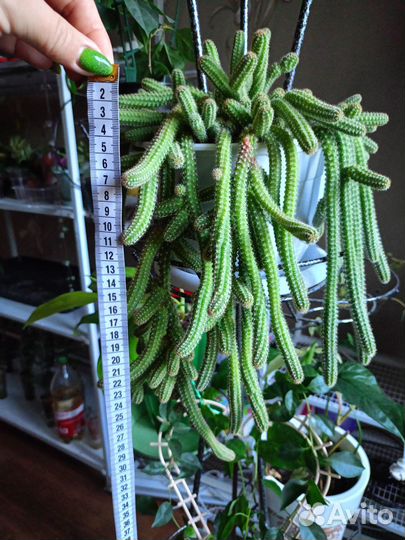 Ампельный кактус