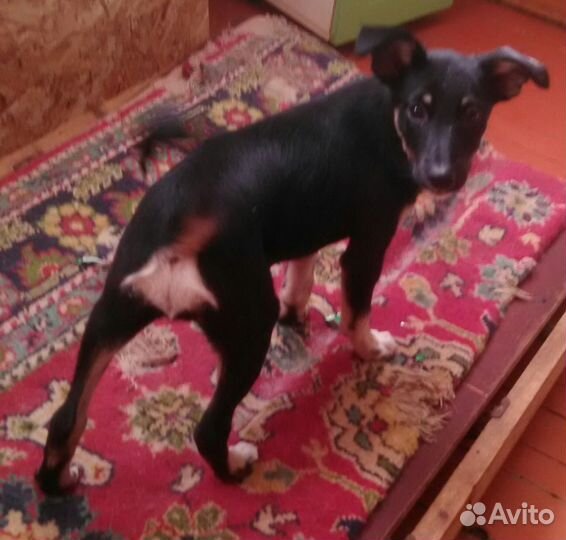 Щенок в добрые руки бесплатно маленькая порода