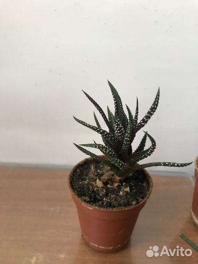 Кактусы и суккуленты