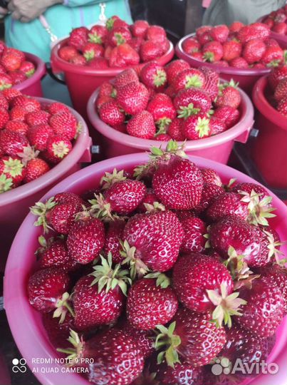 Клубника малина черника