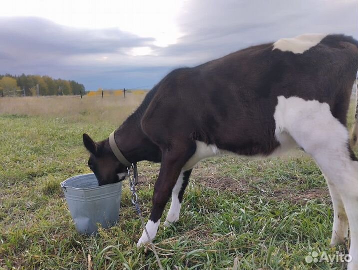 Теленок, тёлочка 3 мес