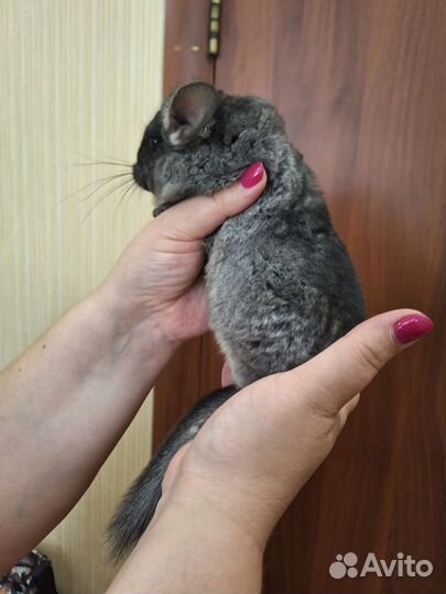 Шиншиллёнок чёрный бархат