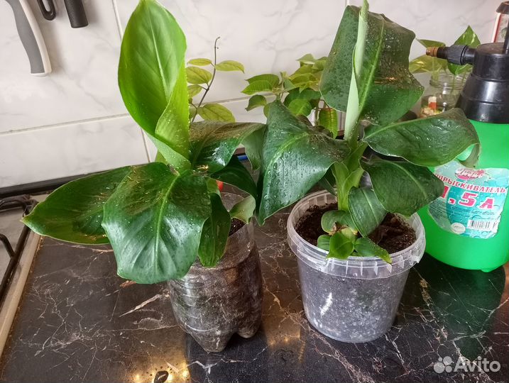 Карликовый Киевский банан