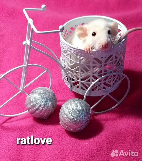 Крысята мальчик от ratlove