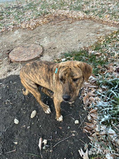 Тигровая собака