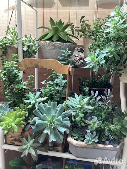 Комнатные растения