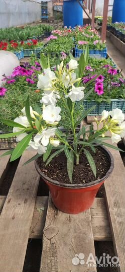 Олеандр махровый розовый и просто розовый