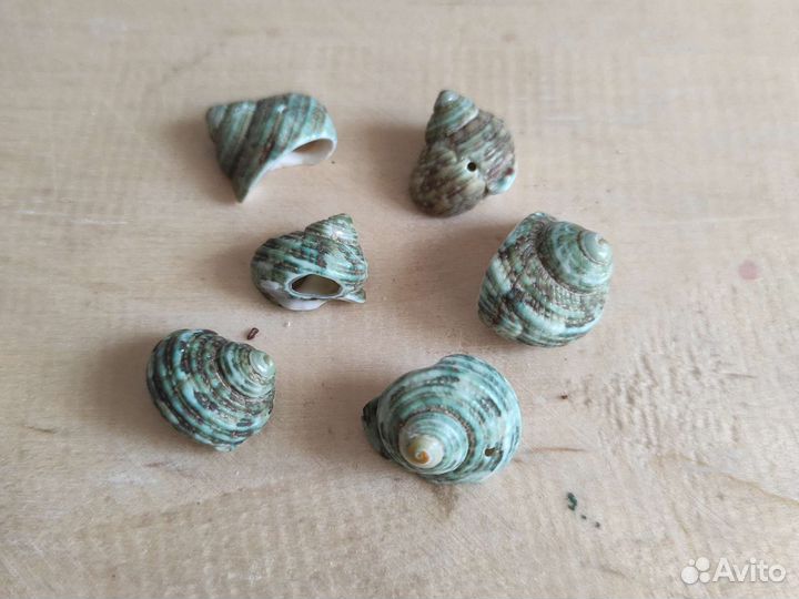 Морские ракушки