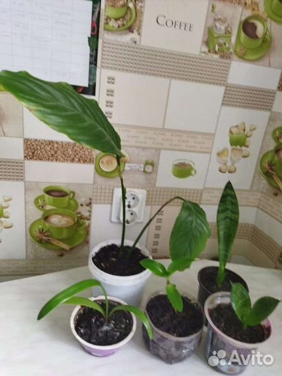 Комнатные растение