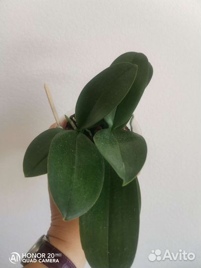 Орхидея фаленопсис Мини Марк