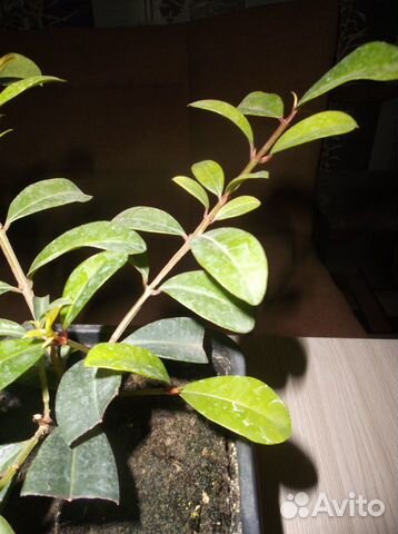 Миртовые и другие