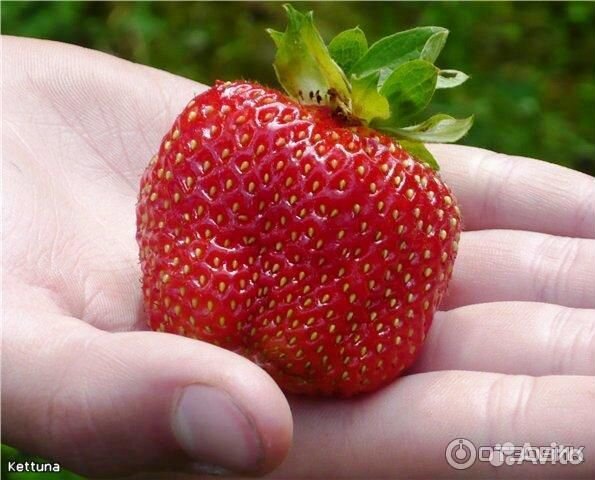 Усики сорта гигантелла