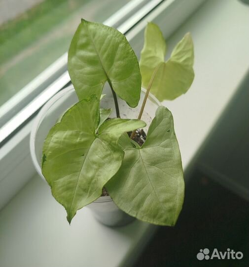 Сингониум батерфляй