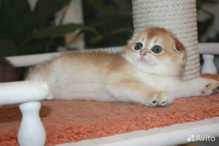 Шотландские котята