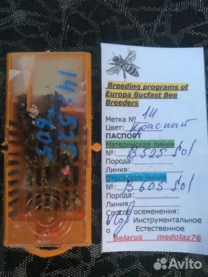 Матки бакфаст Ф -1 пчелопакеты пчелосемья