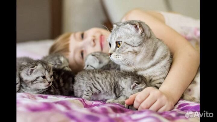 Шотландские котята