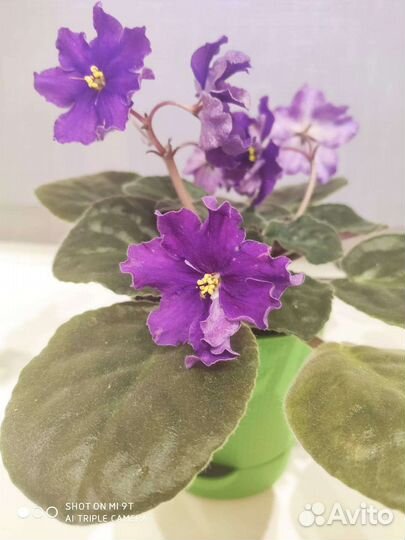 Синие фиалки