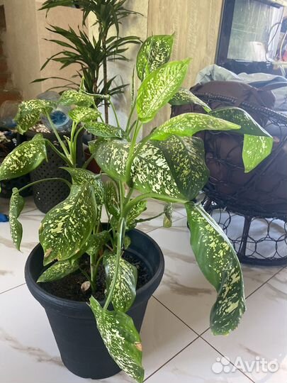 Диффенбахия