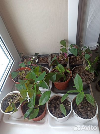 Хоя, кислица, каланхое