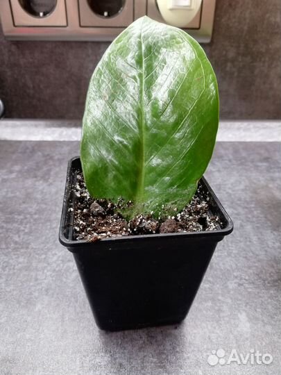 Замиокулькас