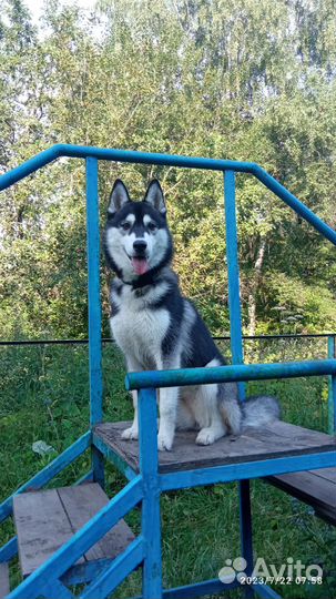 Щенки Сибирский хаски