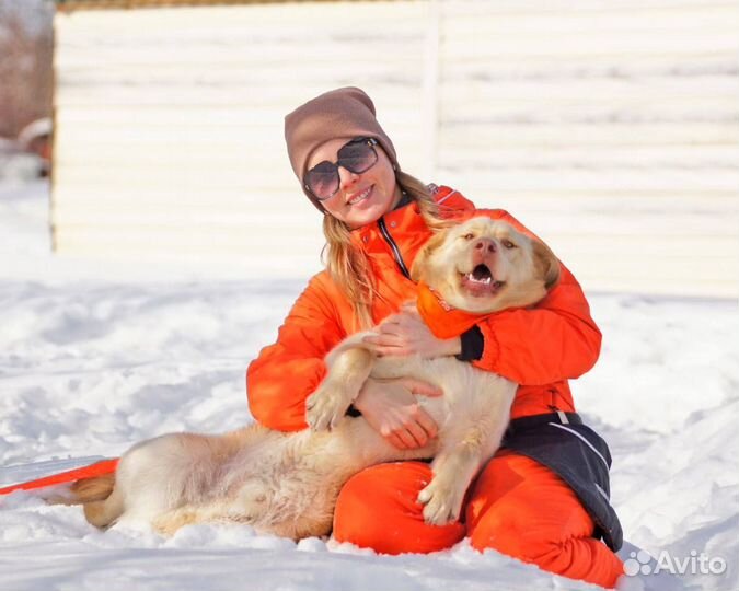 Собака в добрые руки