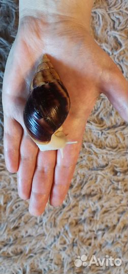 Улитки ахатины