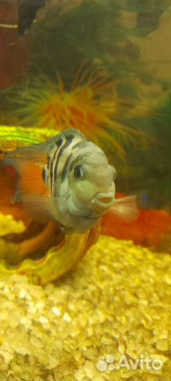 Рыбки, растения