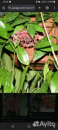 Хойя Грацилис