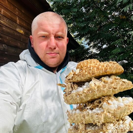 Уничтожение клопов, тараканов, блох, плесени